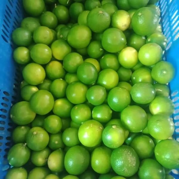 Fresh Limes - Image 2