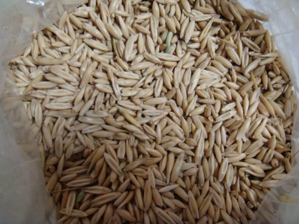 Barley Grain