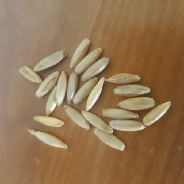 Barley Grain - Image 2