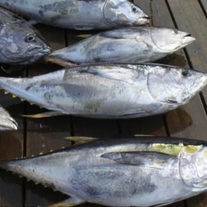 Frozen Tuna