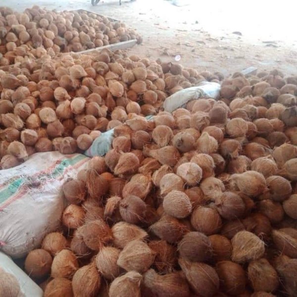 Coconut - Image 2