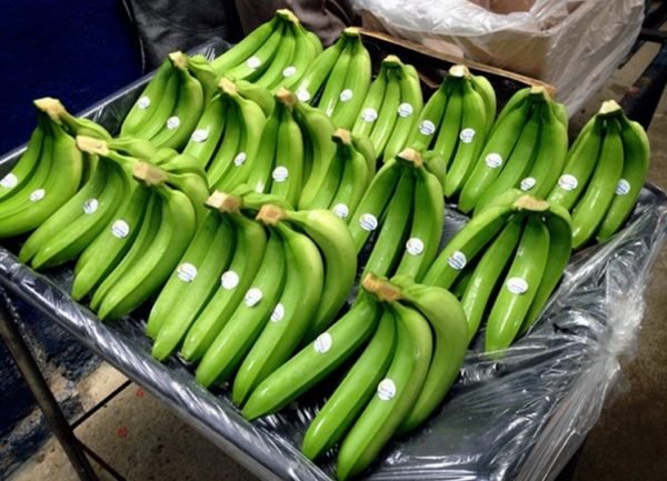 Cavendish Banana