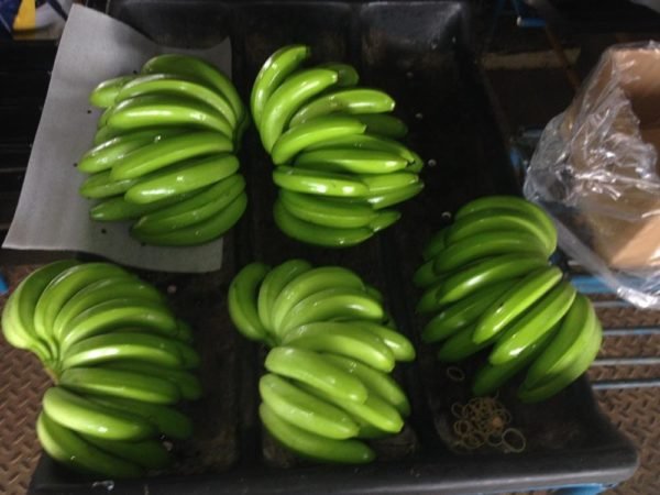 Cavendish Banana - Image 2