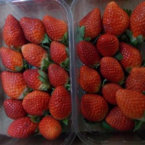 Fresh & Frozen Strawberry