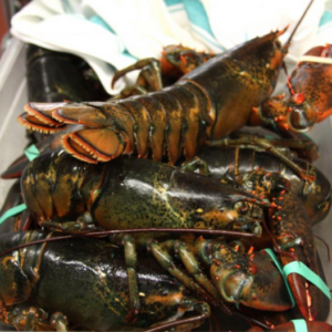 Lobster