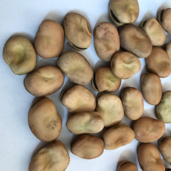 Fava Beans - Image 2
