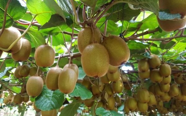 Kiwifruit