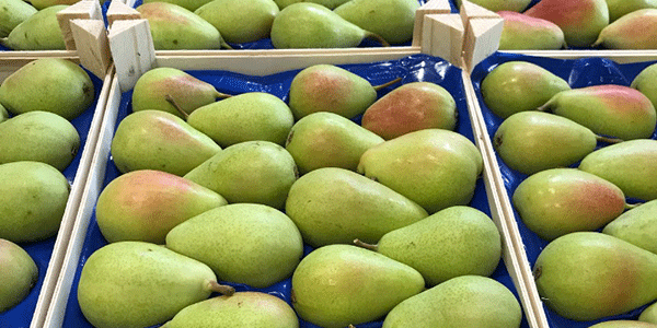 Fresh Pears