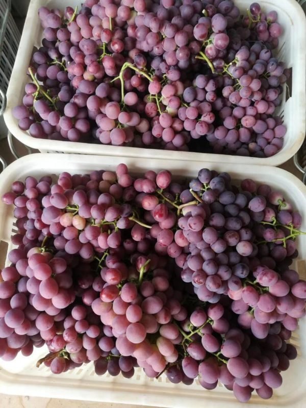 Grapes - Image 2